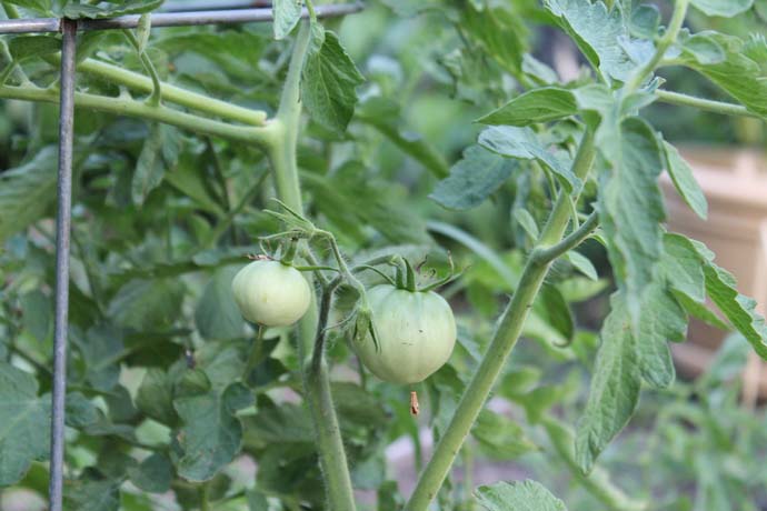 При применении дрожжевой подкормки листва томата становится яркой и блестящей, растение начинает активно набирать силу и быстро наращивает вегетативную массу